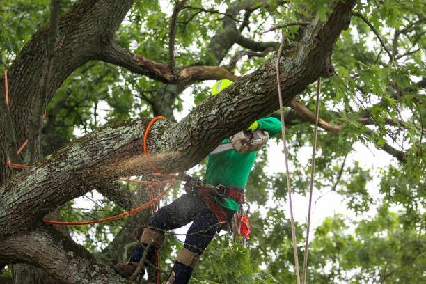 Best Hazardous Tree Removal  in Barberton, WA