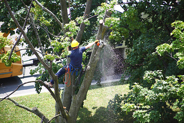 Best Weed Control  in Barberton, WA
